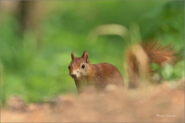 <p>VEVERKA OBECNÁ (Sciurus vulgaris) Mladá Boleslav ---- /Red squirrel - Eichhörnchen/</p>